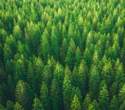 Pulp, Paper and other Forest Products Manufacturers